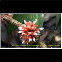 12317 011 Berggarten Mount Kinabalu  Malaysia 2006 Sabah.jpg